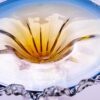 KAMMAK Glass Fruit Bowl, Handcraft Decorative Dessert Plate | Luxury Centerpiece, Aesthetic Counter Decor, Colored Modern Art, For Party Serving, SXY8 KAMMAK 8GPSXY008 decorative serving plate close-up material texture detail image 4