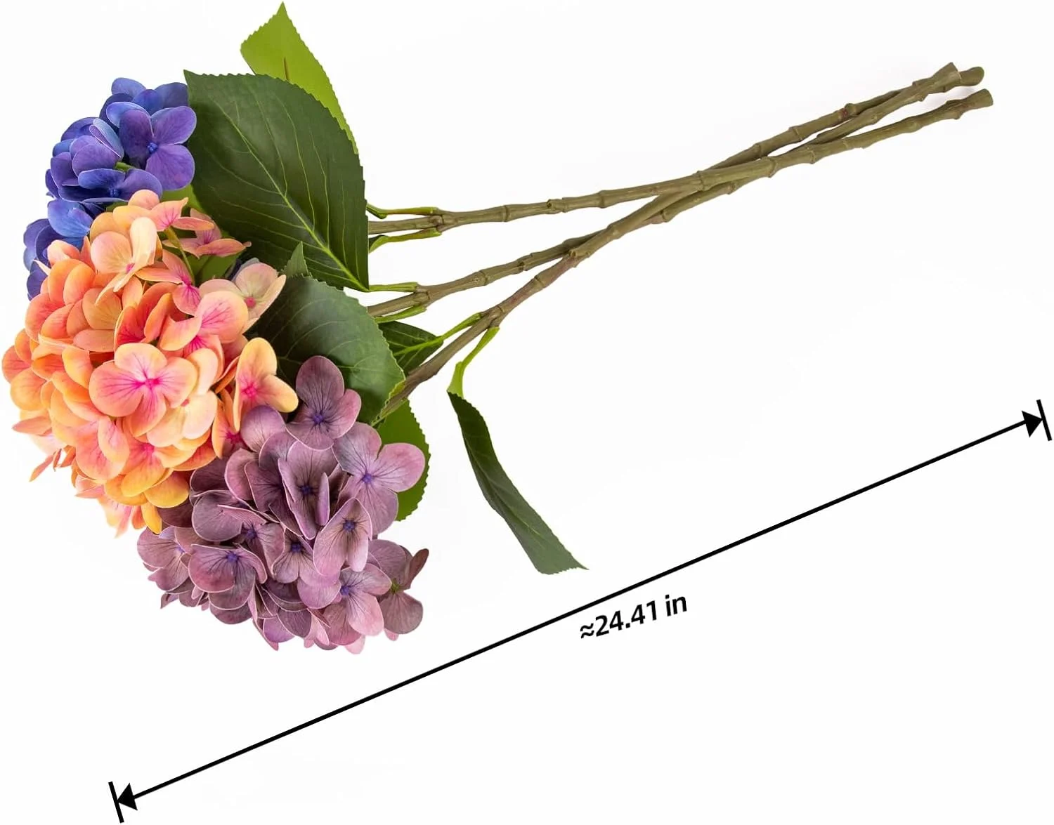 Blue and purple hydrangea stems shown with approximate length