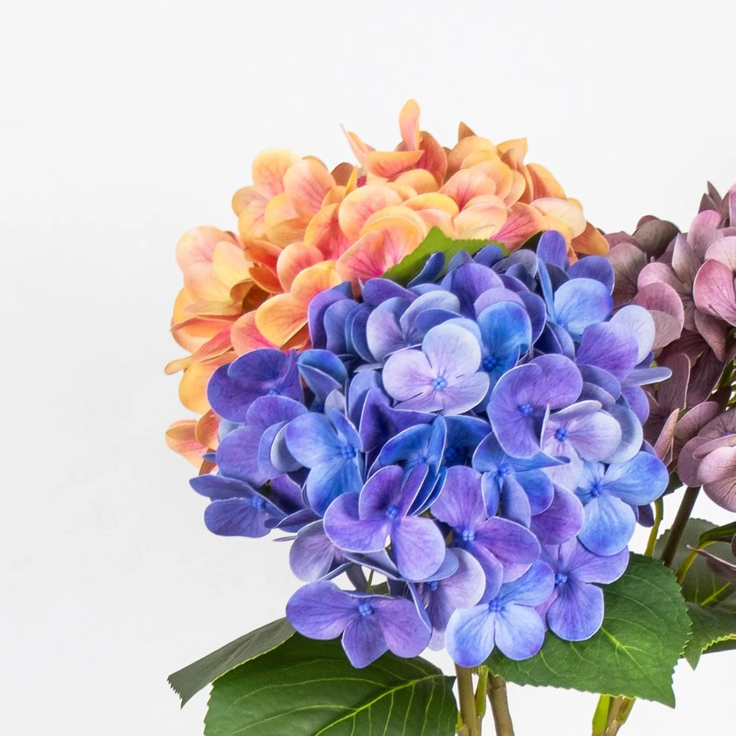 Close-up of blue peach and muted purple hydrangea petals