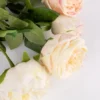 Close view of cream and blush rose petals with leaves KAMMAK 8KPFZH010 home decor product close-up material texture detail image 4