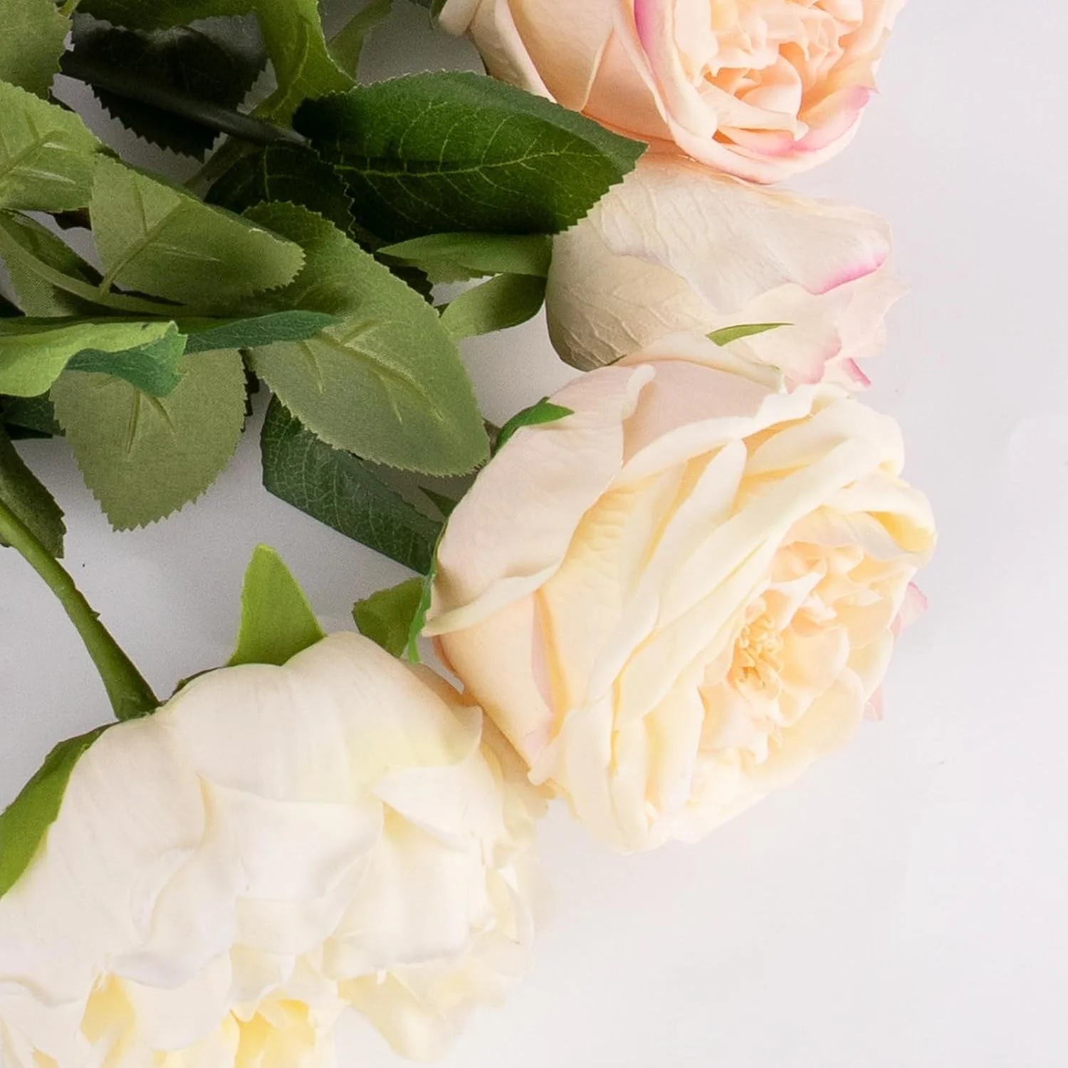 Close view of cream and blush rose petals with leaves