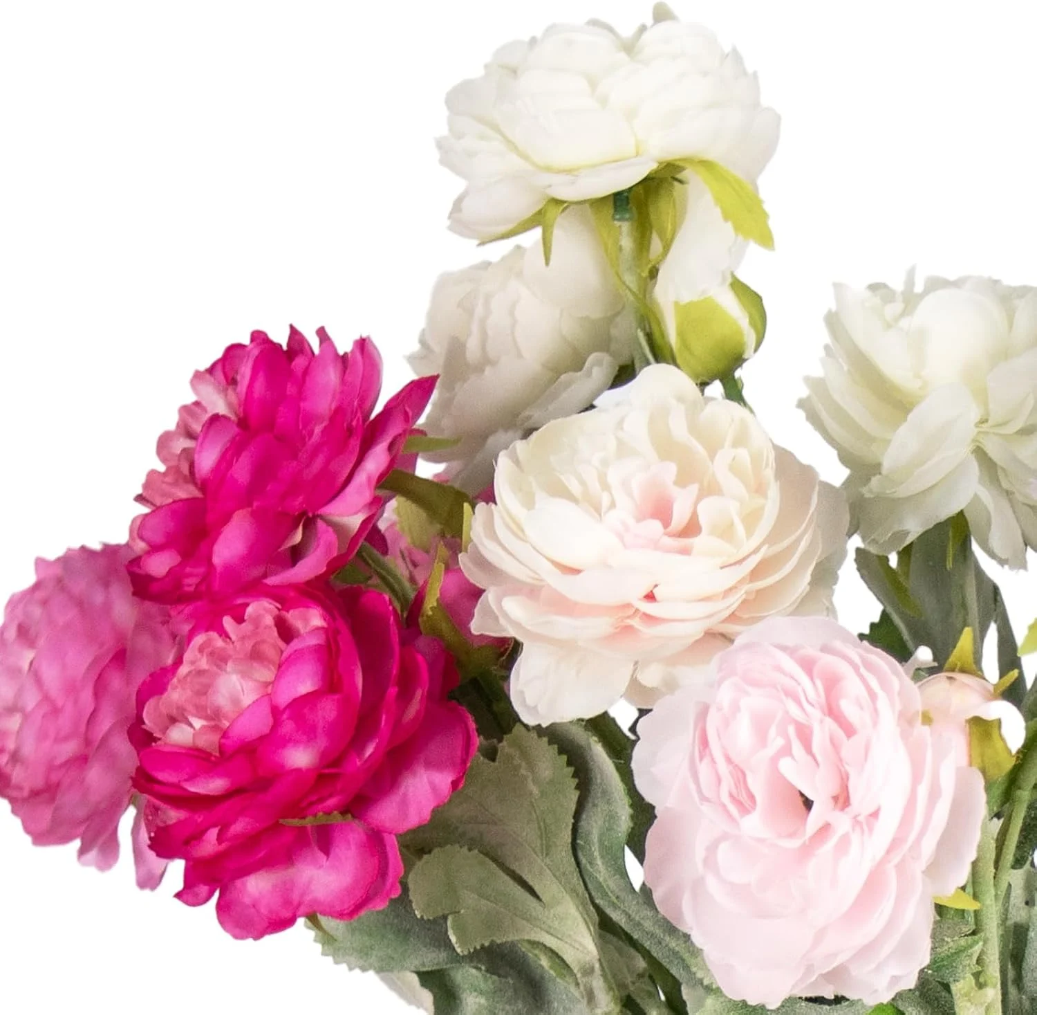 Close-up of cream blush and magenta layered flower heads