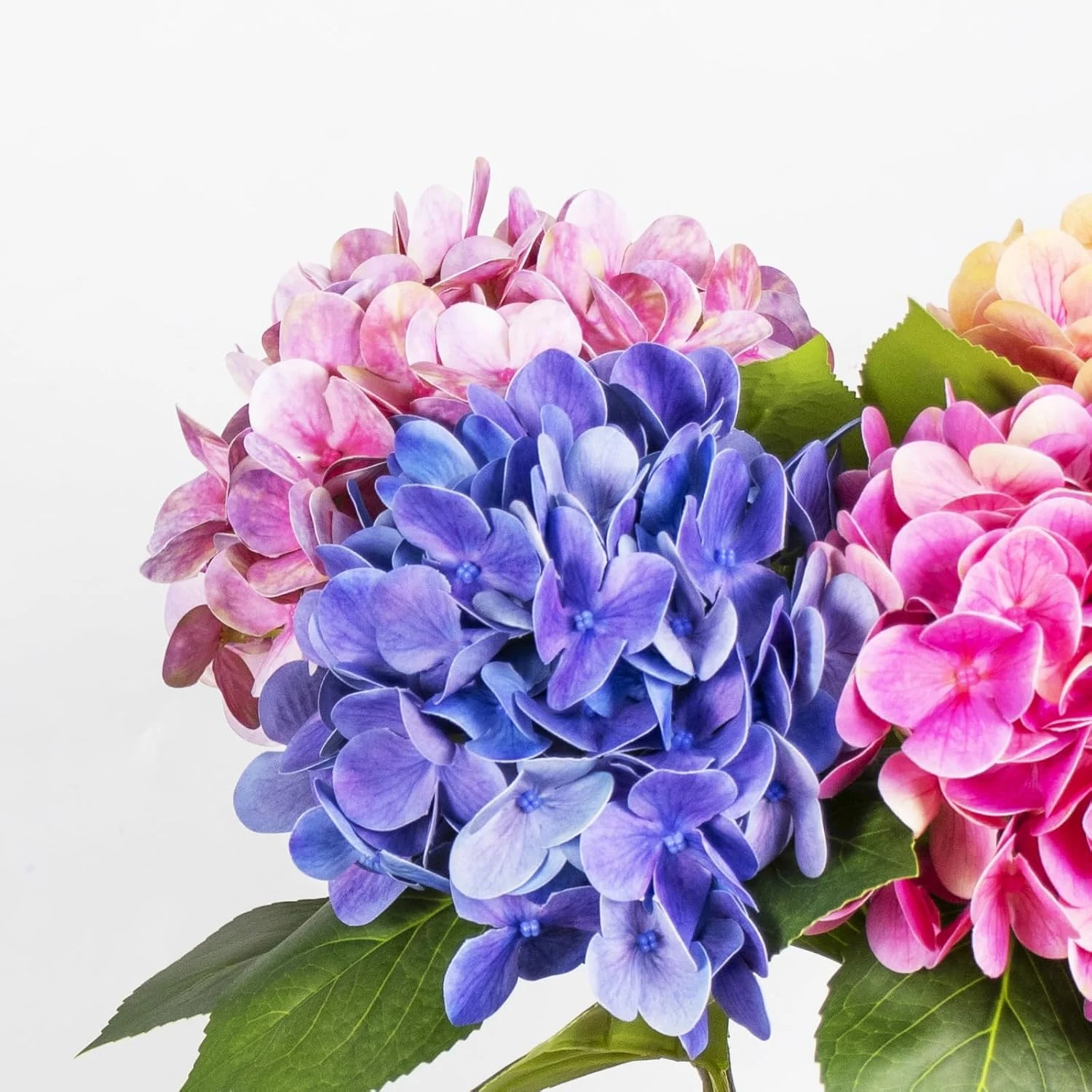 Close view of purple pink and orange hydrangea petals